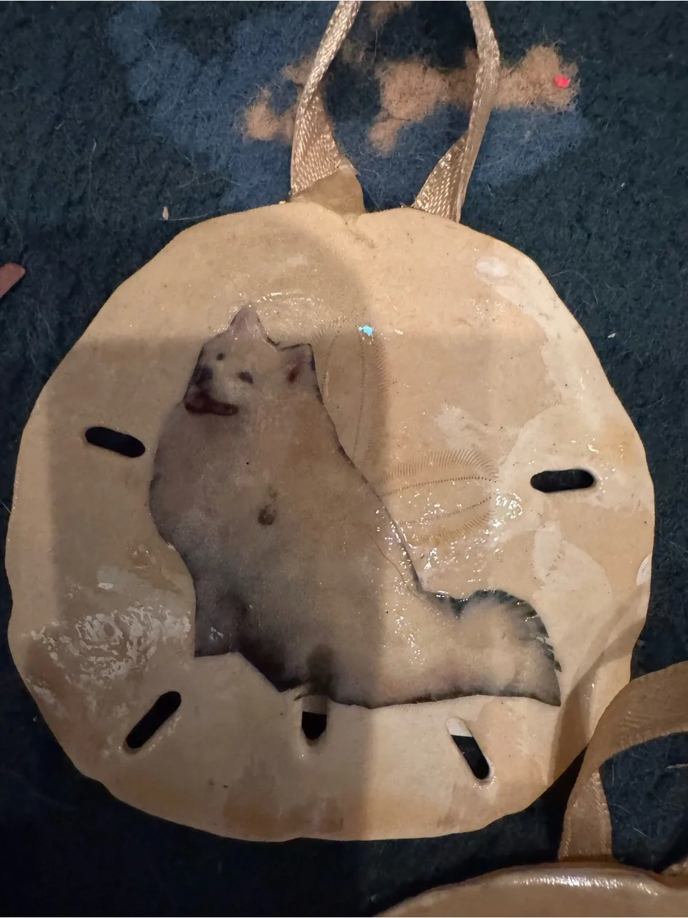 Handmade Tan real Sand Dollar Bird Perch with Pet Image Accent